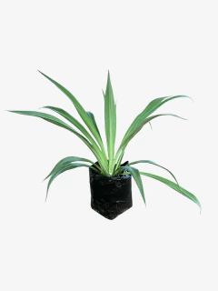 Beschorneria Yucoides - VallsGarden