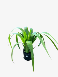 Iris Japonico - tienda online