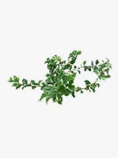Duranta Erecta Alba - VallsGarden