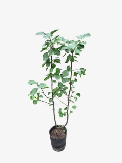 Pera - comprar online