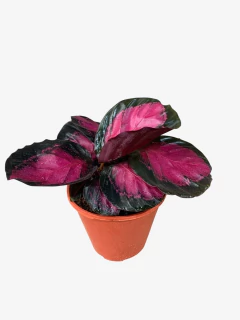 Calathea Misty Red - comprar online