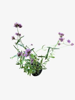 Verbena Bonariensis - VallsGarden