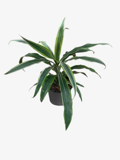 Dracena Warneky Matizado en internet