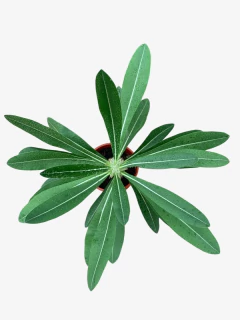 Pachypodium Horombensis - comprar online