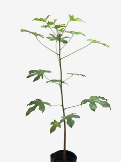 Brachychiton Acerifolius - tienda online