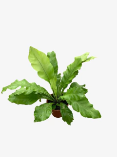 Asplenium - VallsGarden