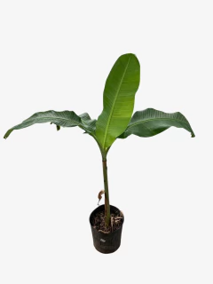 BANANERO en internet