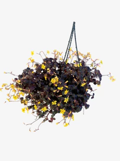 Trebol Rojo - comprar online