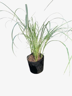 Miscanthus Sinensis Cabaret - tienda online