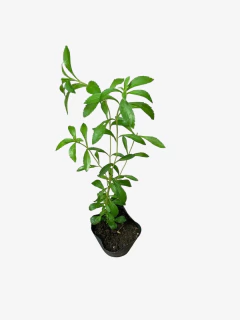 Stevia - VallsGarden