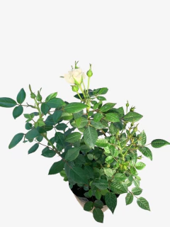 Rosal rococo mini - VallsGarden