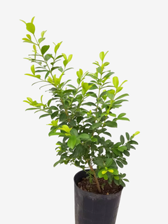 Eugenia enana - comprar online