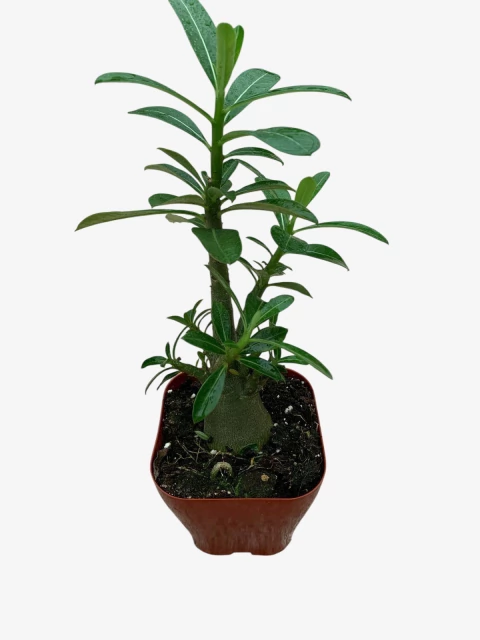 Rosa del desierto - comprar online