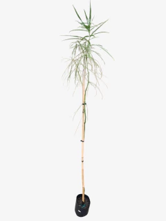 Cina Cina - comprar online
