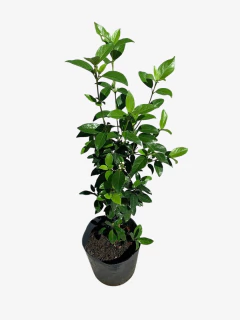 Laurentino - comprar online