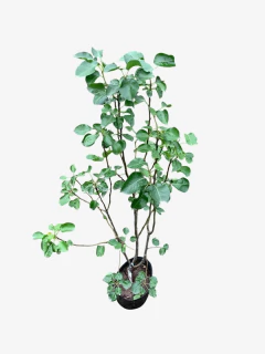 Peral De Flor - VallsGarden