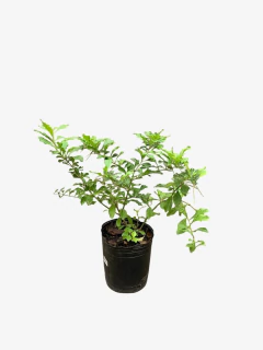 Duranta Erecta (Jazmín Duranta)