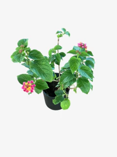 Lantana Camara - comprar online