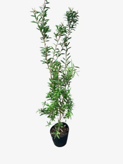 Callistemon Llila - comprar online