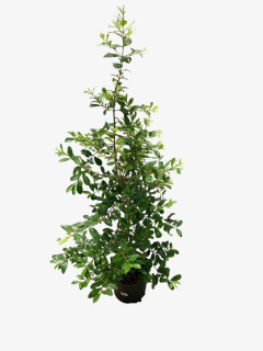 Eugenia - tienda online