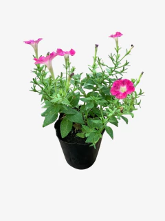 Petunia Mini en internet