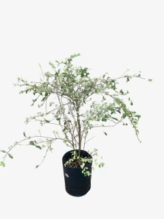 Ligustrum Sinense Variegata Alba - VallsGarden