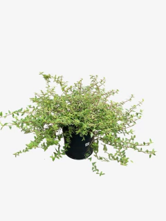 Abelia Nana Aurovariegata en internet