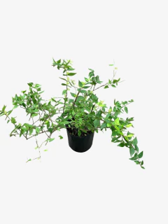 Abelia Grandiflora en internet