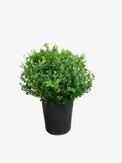 Buxus Sempervirens Bocha