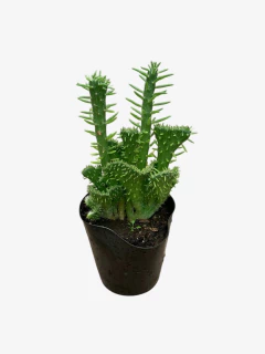 Crassula Crestada en internet