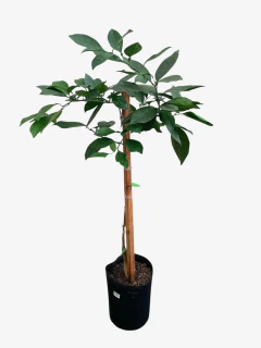 Naranja de ombligo sanguinea - comprar online