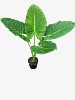 Alocasia Macrorrhiza en internet
