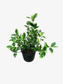 Ilex Aquifolium Madame Briot (muerdago) - comprar online