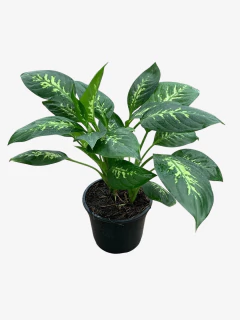 Diefenbachia Alex - VallsGarden