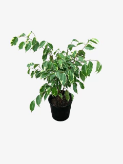 Ficus Benjamina Diciplinado