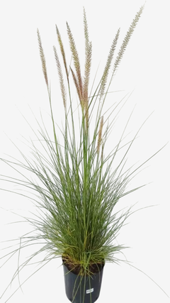 Pennisetum Setaceum Rupelli - VallsGarden
