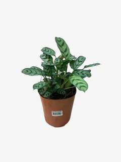 Imagen de Calathea Portorriqueña