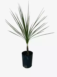 Cordyline Australis Verde (dracena) - comprar online