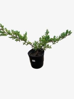 Juniperus Horizontalis Procumbens Nana - VallsGarden