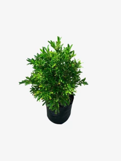 Buxus linearifolia - comprar online