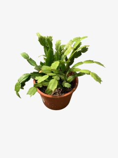 Cactus Santa Teresita - tienda online
