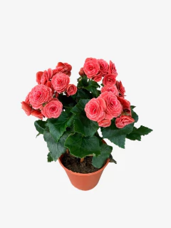 Begonia Elatior