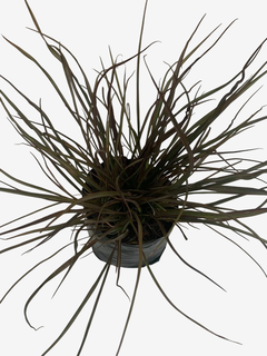 Phormium tenax ‘Jack Spratt’ (formio) - tienda online