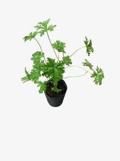 Citronella - tienda online