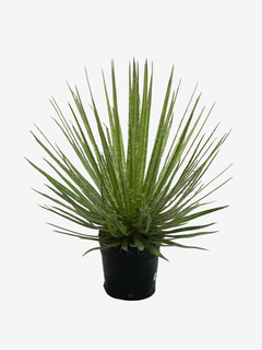 Agave Schidigera White Sprite en internet