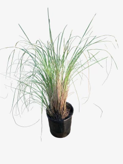 Eragrostis curvula - comprar online