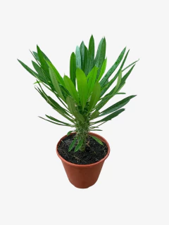 Pachypodium Bispinosum - VallsGarden
