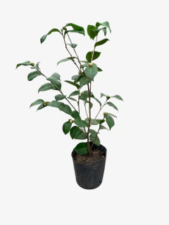 Camellia Japonica - VallsGarden