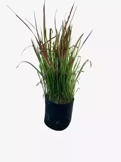 Imperata Cylindrica "Red Baron" - tienda online