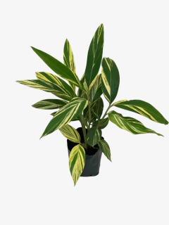 Alpinia Zerumbet Variegata - VallsGarden